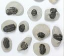 Lot: Trilobite Fossils (Heavily Restored) - Pieces #101600-1